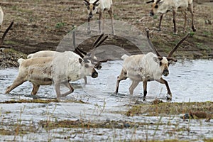 Reindeer (Rangifer tarandus) Caribou, Iceland