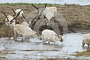 Reindeer & x28;Rangifer tarandus& x29; Caribou, Iceland