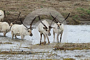 Reindeer (Rangifer tarandus) Caribou, Iceland