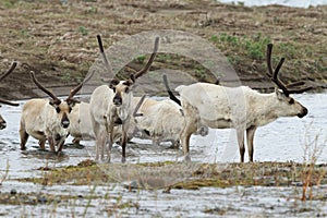 Reindeer & x28;Rangifer tarandus& x29; Caribou, Iceland