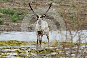 Reindeer & x28;Rangifer tarandus& x29; Caribou, Iceland