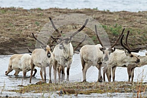 Reindeer (Rangifer tarandus) Caribou, Iceland