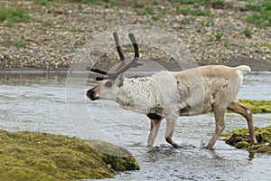 Reindeer (Rangifer tarandus) Caribou, Iceland