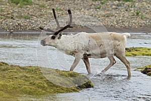 Reindeer (Rangifer tarandus) Caribou, Iceland