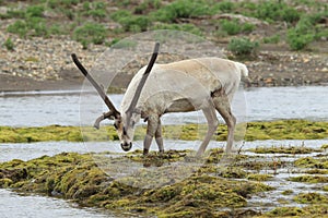 Reindeer & x28;Rangifer tarandus& x29; Caribou, Iceland