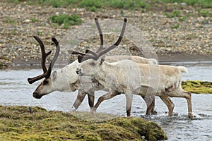 Reindeer (Rangifer tarandus) Caribou, Iceland