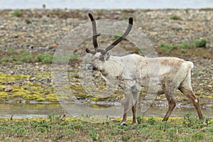 Reindeer (Rangifer tarandus) Caribou, Iceland