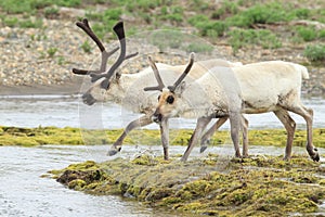 Reindeer (Rangifer tarandus) Caribou, Iceland