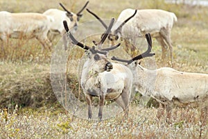 Reindeer (Rangifer tarandus) Caribou, Iceland photo