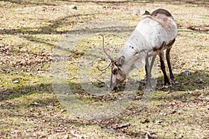 Reindeer, Rangifer tarandus eating grass