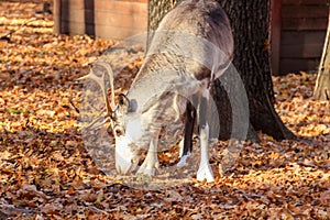 Reindeer Rangifer tarandus in forest at autumn