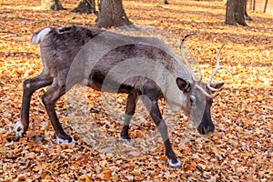 Reindeer Rangifer tarandus in forest at autumn