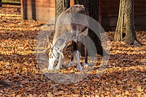 Reindeer Rangifer tarandus in forest at autumn