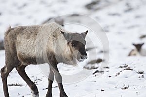 Reindeer, Rangifer tarandus, grazing, foraging in the snow on a windy cold winters day on a hill in the cairngorms national park,