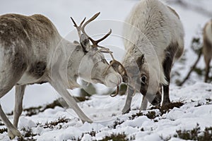 Reindeer, Rangifer tarandus, grazing, foraging in the snow on a windy cold winters day on a hill in the cairngorms national park,