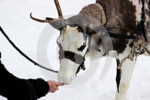 Reindeer Rangifer tarandus is in harness on holiday.