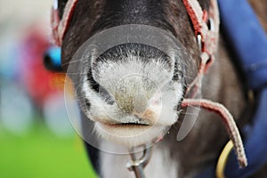 Reindeer Rangifer tarandus is in harness on holiday.