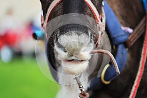 Reindeer Rangifer tarandus is in harness on holiday.