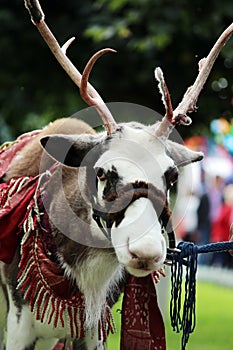 Reindeer Rangifer tarandus is in harness on holiday.