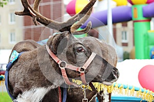 Reindeer Rangifer tarandus is in harness on holiday.