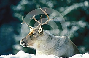 Reindeer, rangifer tarandus, Male laying on Snow