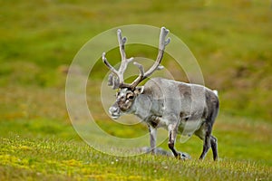 Reindeer, Rangifer tarandus, with massive antlers in the green grass, Svalbard, Norway