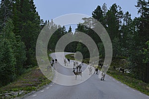Reindeer (Rangifer tarandus) walking on the asphalt road in Idre Dalarna Sweden