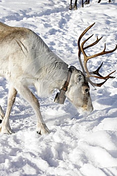 Reindeer / Rangifer tarandus in winter