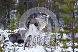 Reindeer / Rangifer tarandus in winter forest