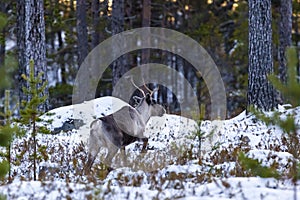 Reindeer / Rangifer tarandus in winter forest