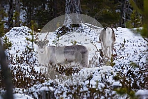 Reindeer / Rangifer tarandus in winter forest