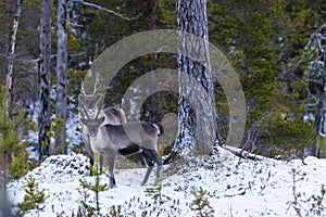 Reindeer / Rangifer tarandus in winter forest