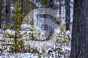 Reindeer / Rangifer tarandus in winter forest