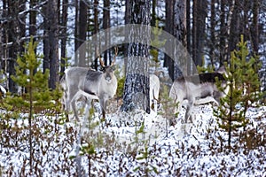 Reindeer / Rangifer tarandus in winter forest