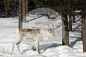 Reindeer / Rangifer tarandus in winter forest