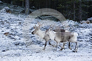 Reindeer / Rangifer tarandus in winter forest