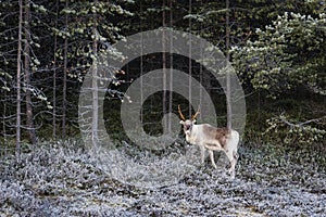 Reindeer / Rangifer tarandus in winter forest