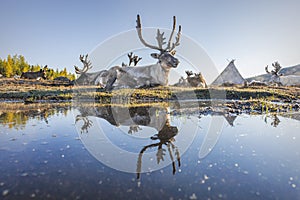 Reindeer Reflection