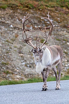 Reindeer on the road