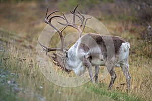 Reindeer on the road