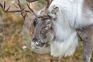 Reindeer on the road