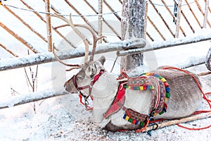 Reindeer in Rovaniemi, Finland