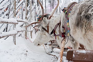 Reindeer in Rovaniemi, Finland