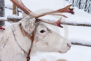 Reindeer in Rovaniemi, Finland
