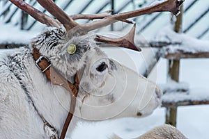 Reindeer in Rovaniemi, Finland