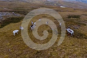 Reindeer run through hills of the tundra. Natural reindeer herds