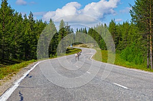 Reindeer running away on main road