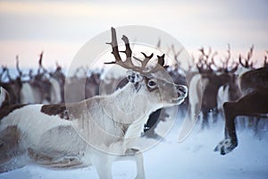 A reindeer running in a herd