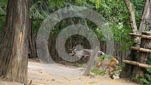 Reindeer running and playing in the zoo.