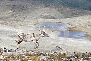 Reindeer photo